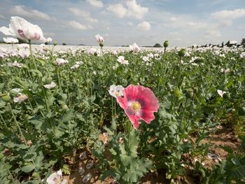 Close-up of pink flowering plants on field against sky