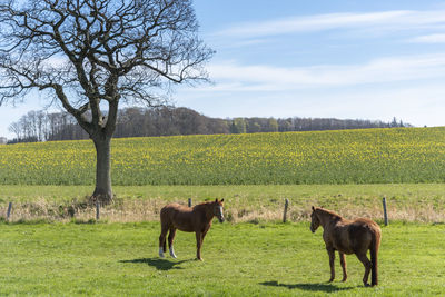 Two horses on a meadow near damp in schleswig-holstein, germany