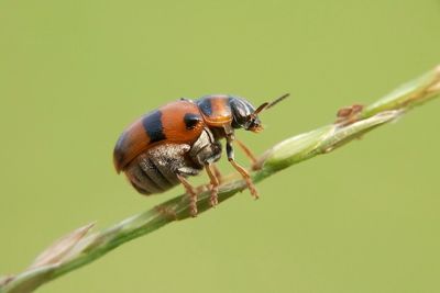 Close-up of insect on plant