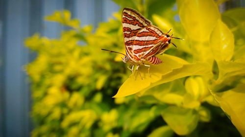 Close-up of butterfly on plant