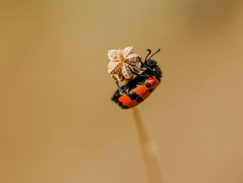 Close-up of ladybug on plant