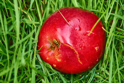 High angle view of apple on field