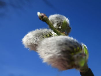 Close-up of pussy willow growing outdoors