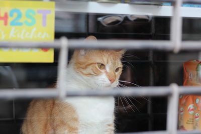 Close-up of a cat looking away