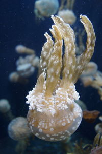 Close-up of jellyfish swimming in sea