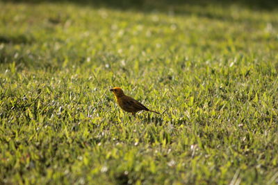 Bird perching on a field