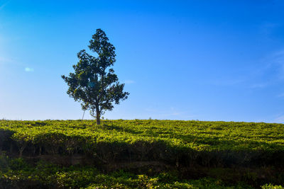 Tree on field against clear blue sky