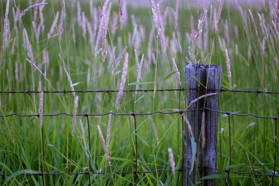 Vintage fence and tall grass in a field