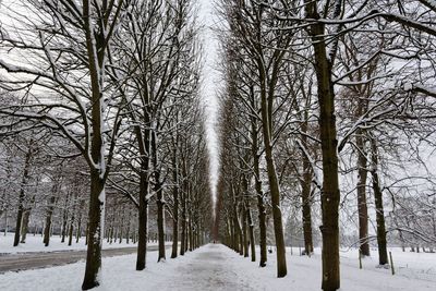 Trees on snow covered landscape