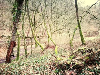 View of trees in forest