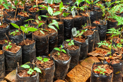 High angle view of potted plants on field