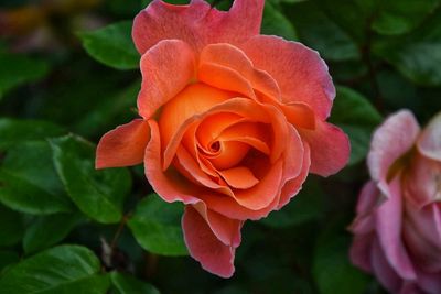 Close-up of rose plant