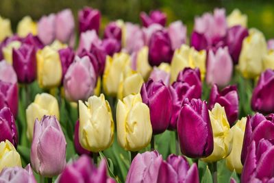 Close-up of pink tulips