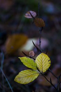 Close-up of plant