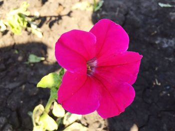 Close-up of pink flower blooming outdoors