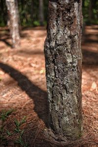 Close-up of tree trunk in forest