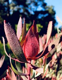 Close-up of red flowering plant