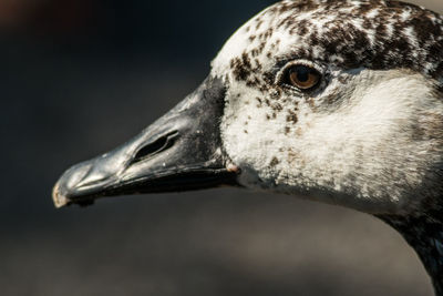 Close-up side view of a bird