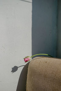 Close-up of pink flower against wall