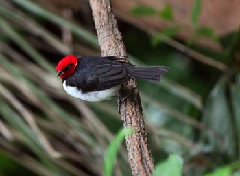 Close-up of bird perching on branch outdoors