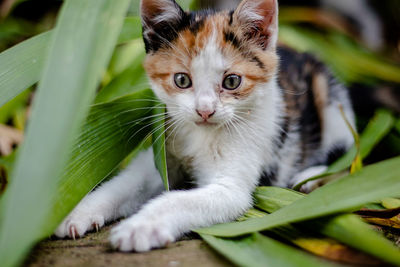 Close-up portrait of kitten
