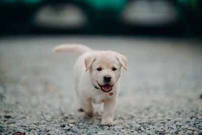 Portrait of a dog on road