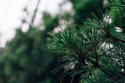 Close-up of pine tree