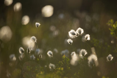 Close-up of white flowers on field