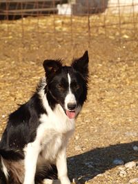 Portrait of dog