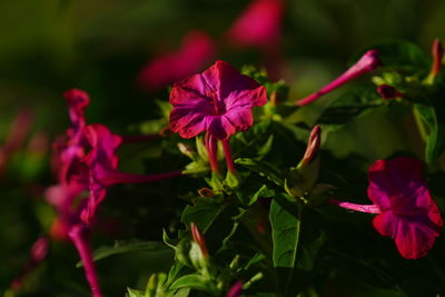 Close-up of red flowers blooming outdoors