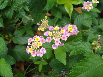 Close-up of flowering plants in park