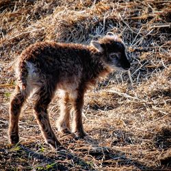 Full length of a horse on field