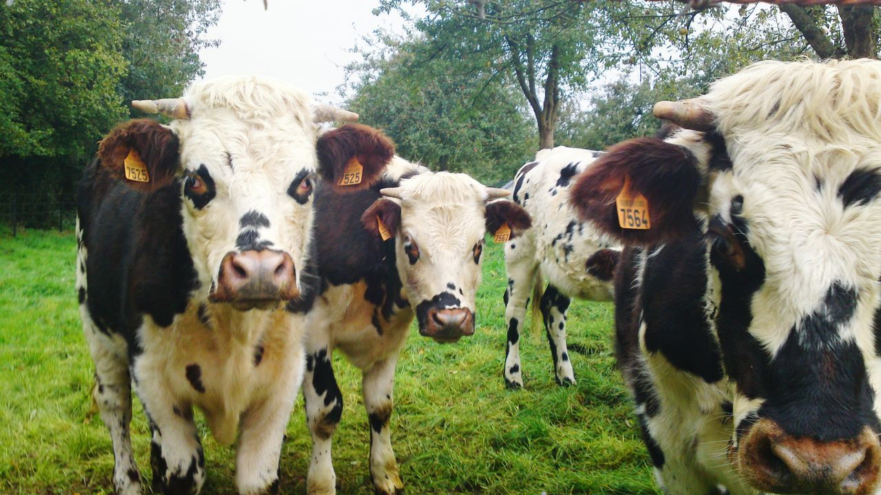 animal themes, domestic animals, mammal, livestock, cow, field, domestic cattle, grass, two animals, cattle, herbivorous, togetherness, horse, standing, landscape, nature, medium group of animals, grazing, day