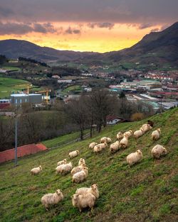 High angle view of sheep on field against sky