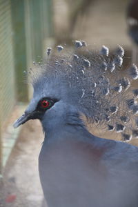 Close-up of bird