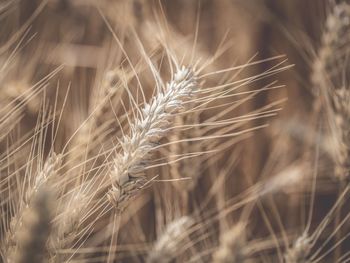 Close-up of wheat growing on field