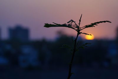 Close-up of plant against sky at sunset