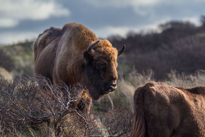 Close-up of lion on field against sky