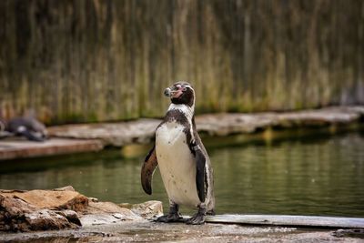 Full length of bird on water