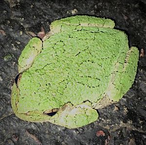 Close-up of leaf