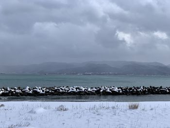 View of birds in lake against cloudy sky