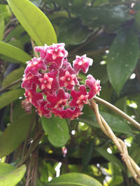 Close-up of pink flower blooming on tree