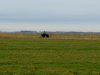 Rural grazing on grassy field