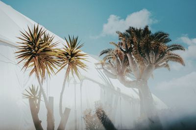 Low angle view of palm trees outside building against sky