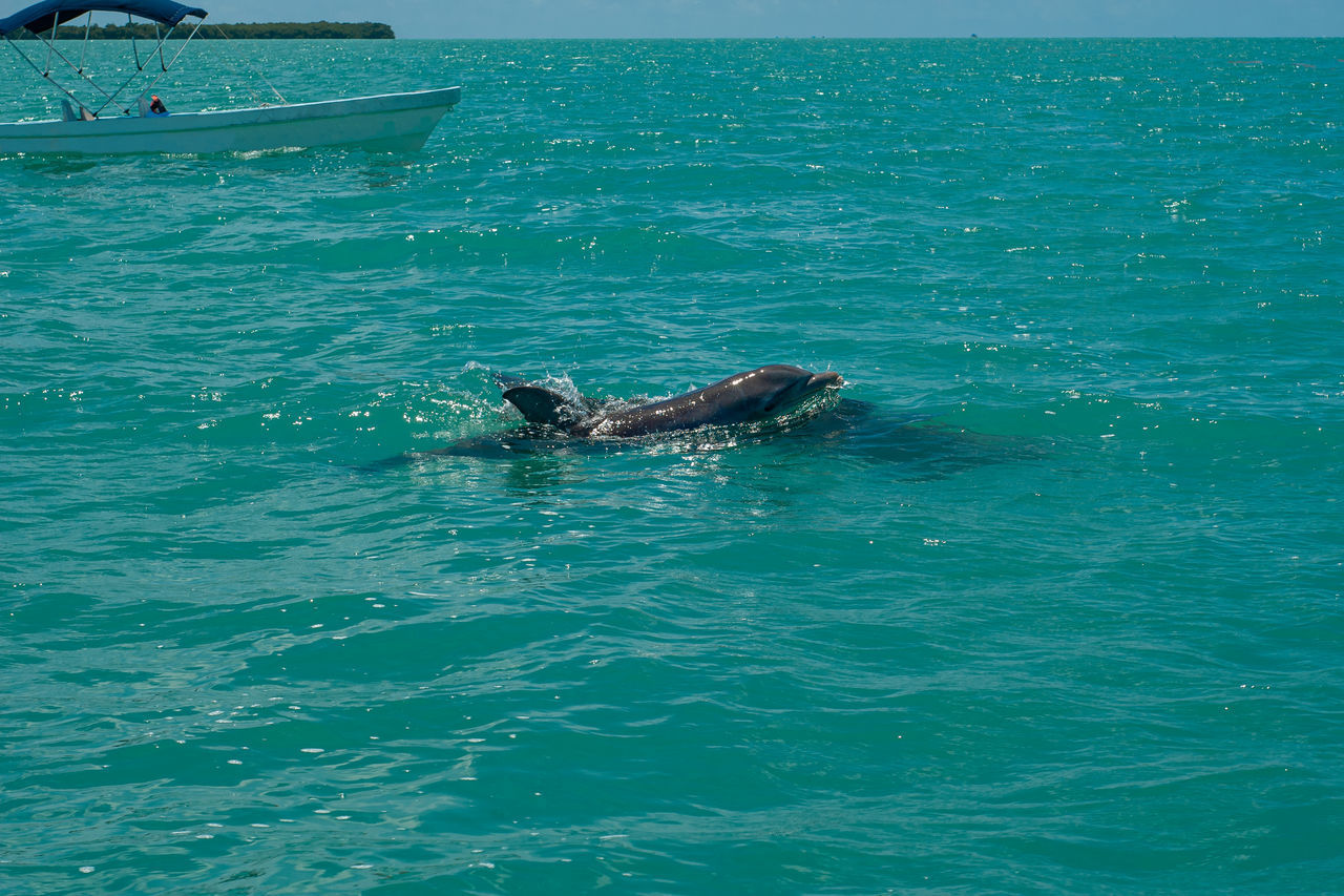 VIEW OF AN ANIMAL SWIMMING IN SEA