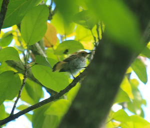 Close-up of bird perching on tree