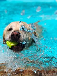 Dog playing with ball in swimming pool