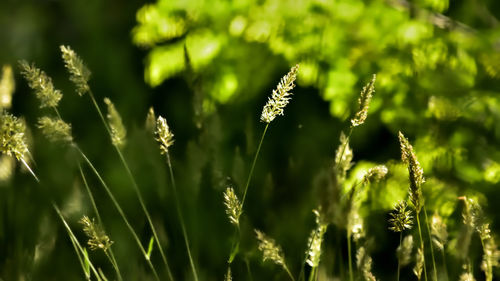 Close-up of plants growing on field