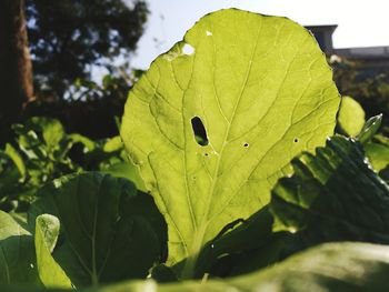 Close-up of water drops on leaf