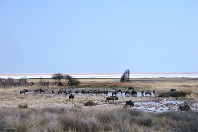 Flock of sheep on field against clear sky